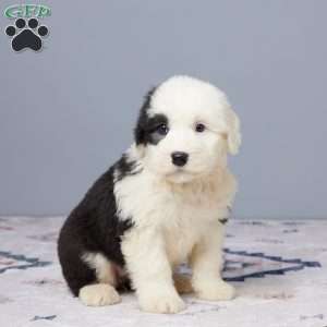 Callie, Old English Sheepdog Puppy
